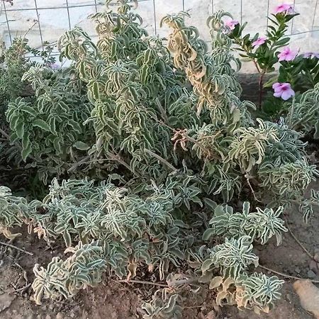 הוילה קלמאקי Korali House מראה חיצוני תמונה